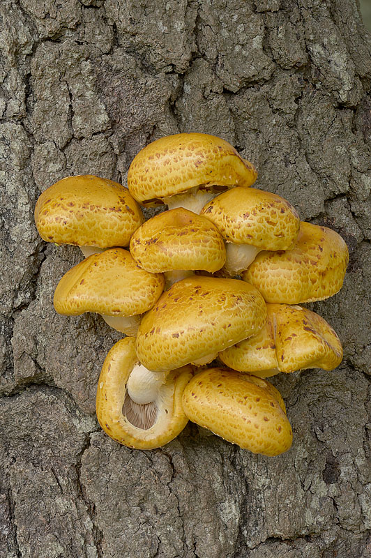 Pholiota limonella
